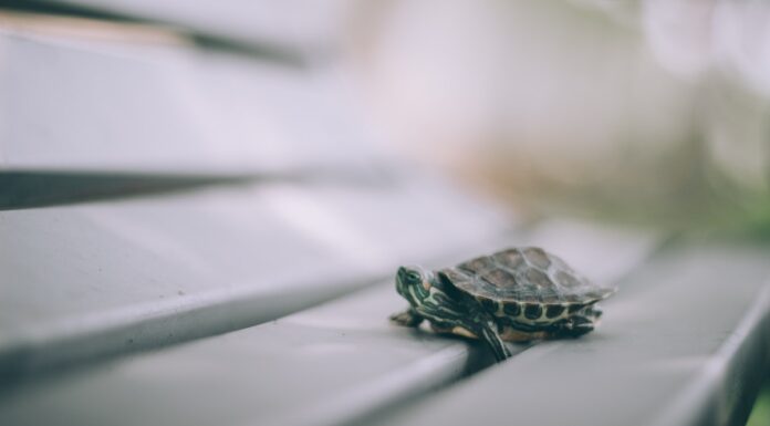 Slow life in a fast world, czyli jak nie przegapić własnego życia